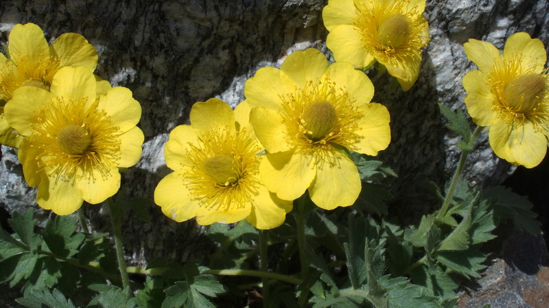 Geum reptans